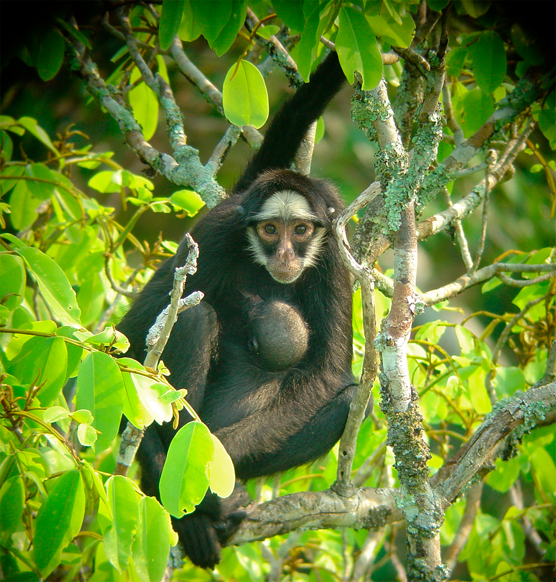 macaco-aranha – Fundação Ecológica Cristalino